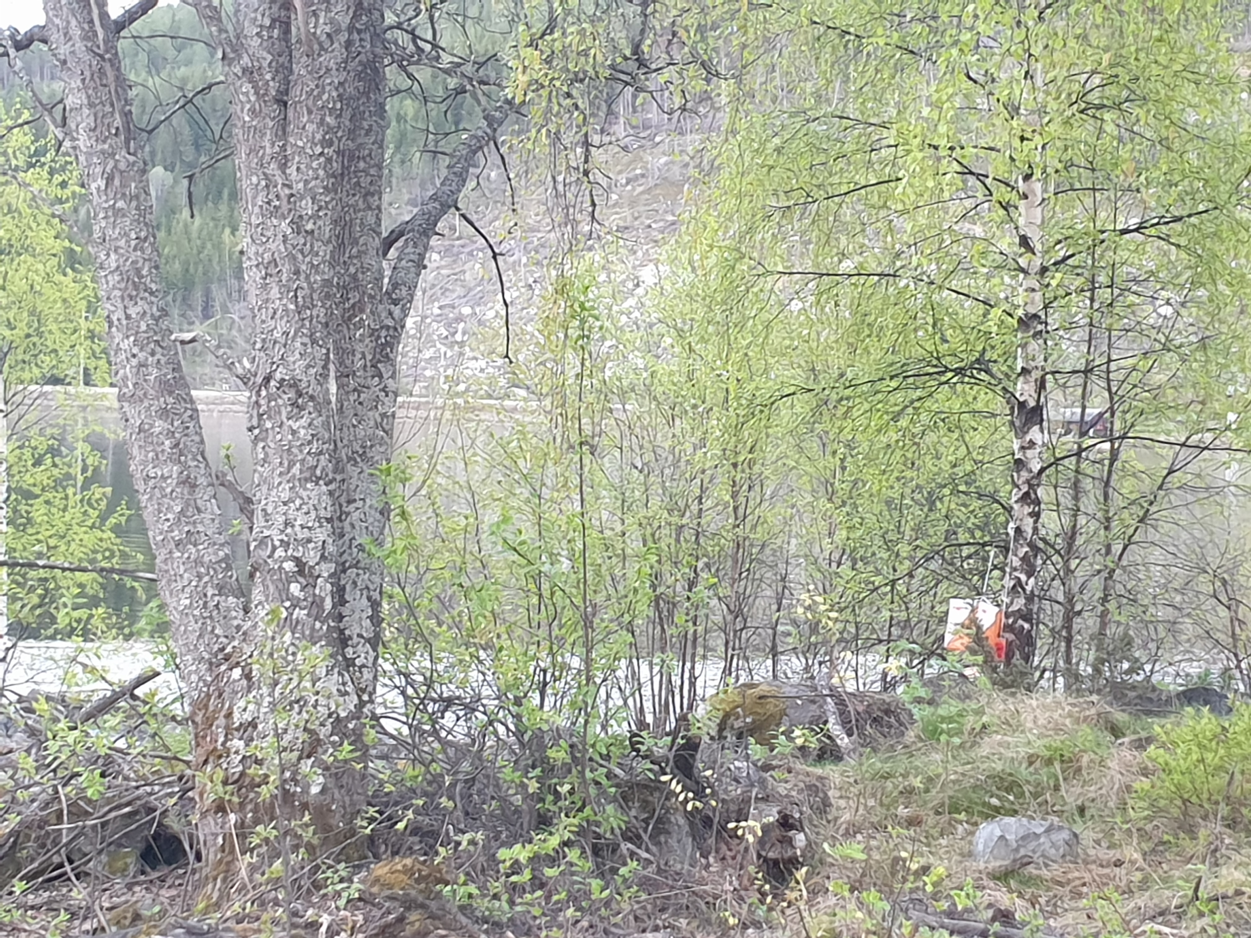 Orientering onsdag 15/5-2024
